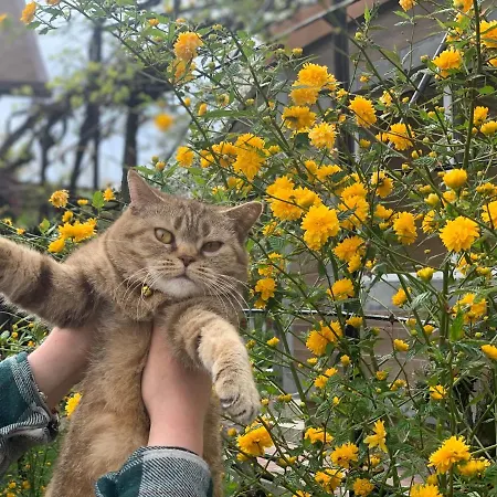 'carolina' With Hot Tub, Sauna And Bbq Area 펜션 코시우